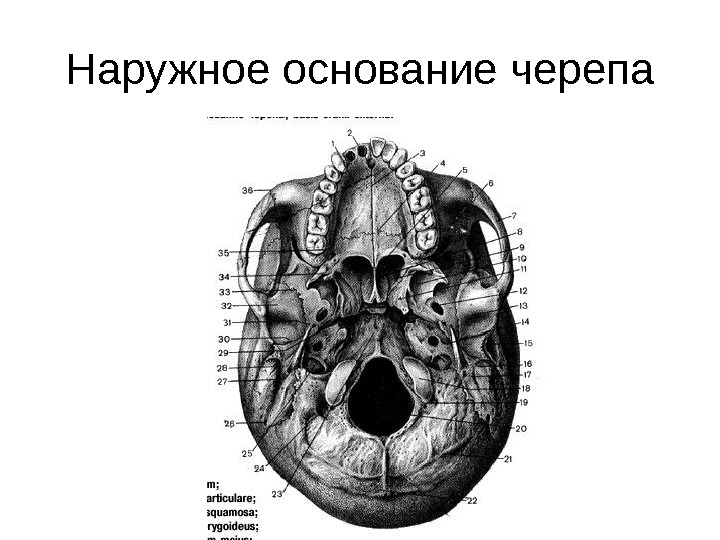 Основание черепа схема