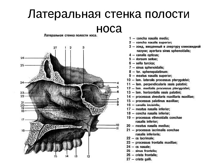 Полость носа стенки. Латеральная стенка полости носа кости. Латеральная стенка полости носа анатомия. Строение латеральной стенки полости носа. Строение полости носа скелет.