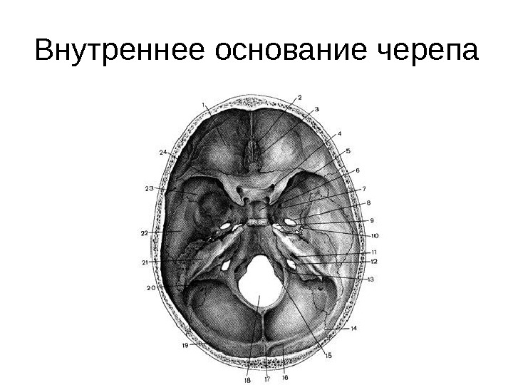 Основание черепа отделы. Внутреннее основание черепа топографическая анатомия. Строение внутренней поверхности основания черепа. Топография основания черепа. Внутреннее основание черепа схема.