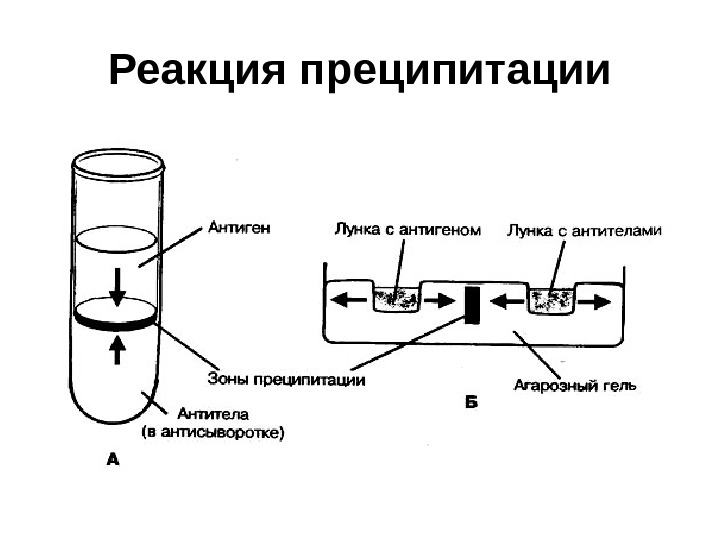 Риа схема микробиология