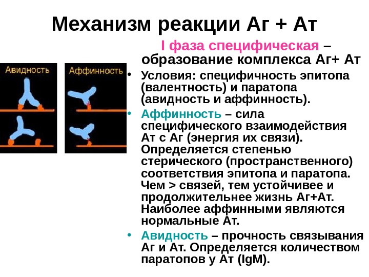 Видимая реакция. Механизм реакций АГ+АТ стадии и компоненты. Фазы реакции АГ+АТ. Компоненты реакции АГ АТ. Образуется комплекс АГ+АТ..