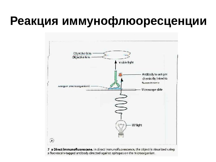 Реакция иммунофлюоресценции презентация