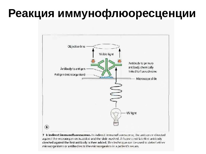 Реакция иммунофлюоресценции презентация