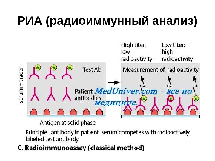 Фазы серологических реакций схема