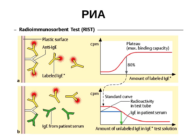Радиоиммунный анализ схема