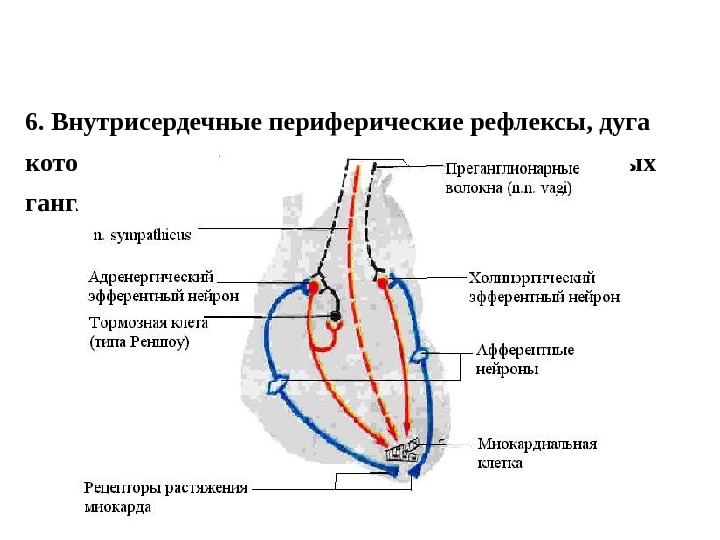 Схема рефлекторной дуги внутрисердечного рефлекса