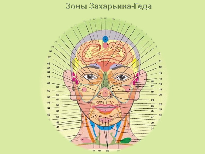 Схемы проекционных зон. Зоны гиперестезии Захарьина-Геда. Зоны Захарьина Геда. Зоны Захарьина-Геда схема и описание на лице. Зоны на лице по Огулову.