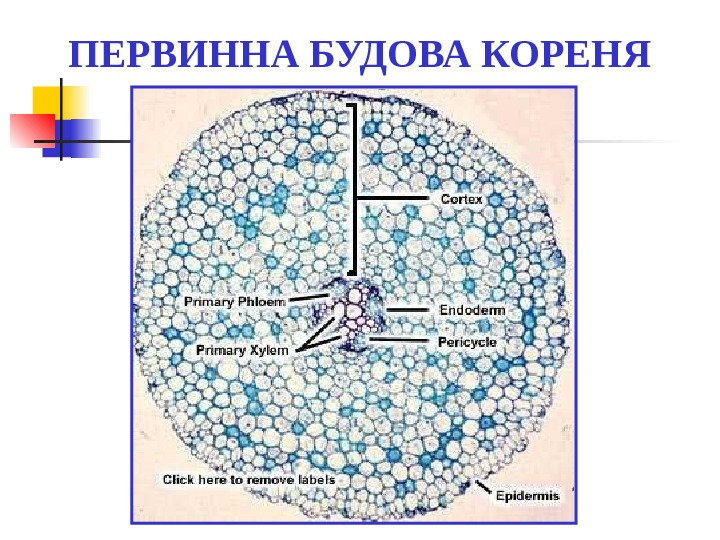 Фон корен характеристика