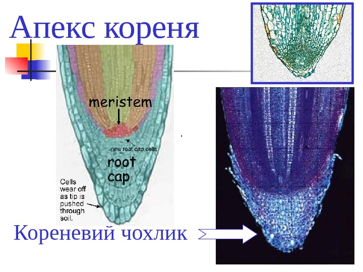 Фон корен характеристика