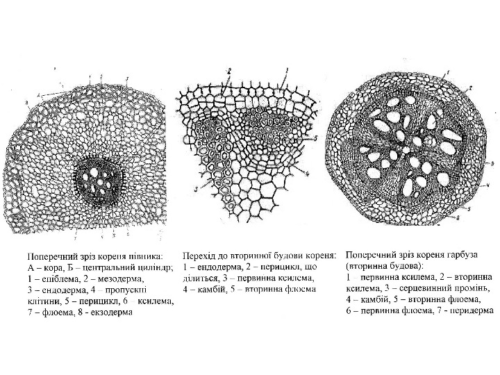 Фон корен характеристика