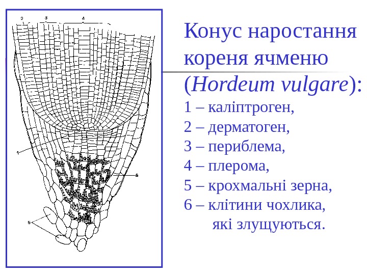 Конус корня. Строение апекса корня. Плерома дерматоген. Периблема и Плерома. Апикальная меристема корня дерматоген.