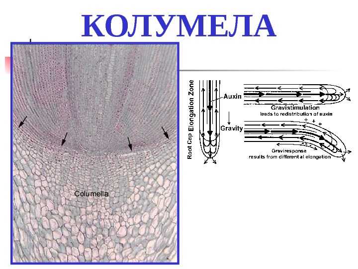 Фон корен характеристика