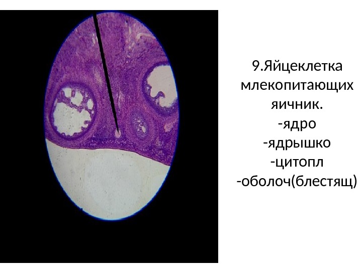 Яичник у млекопитающих. Ядро яйцеклетки яичника кошки. Яйцеклетка под увеличением 60 ядро ядрышко. Кошка с ядром.