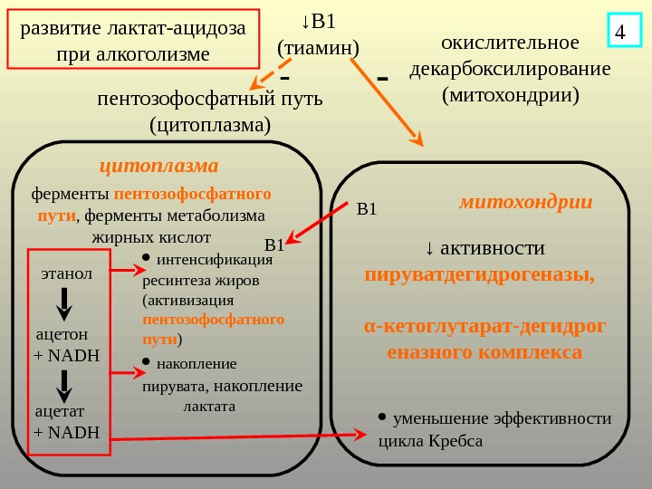 Лактат ацетат. Пентозофосфатный путь Тимин. Пентозофосфатный цикл в цитоплазме. Ферменты пентозофосфатного пути. Пути обмена лактата в печени и мышцах.