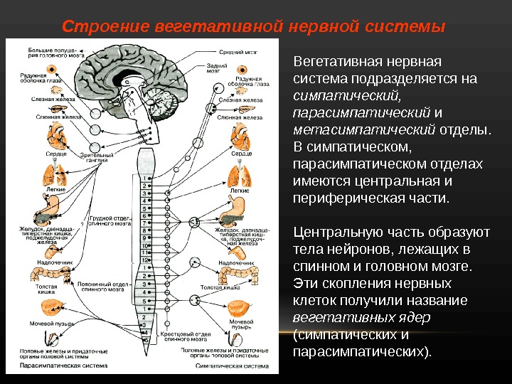 Органы иннервируемые соматическим отделом. Центры вегетативной нервной системы спинного мозга. Центральный и периферический отделы симпатической системы. Вегетативная парасимпатическая нервная система строение и функции. Иннервация симпатической и парасимпатической нервной системы.