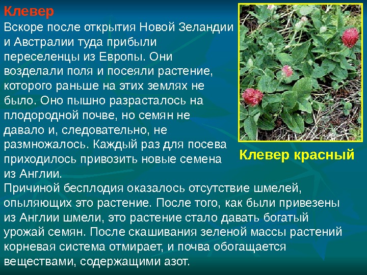 Презентация Семейство бобовые