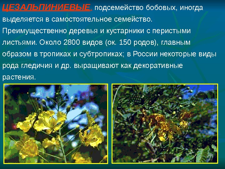 Презентация Семейство бобовые