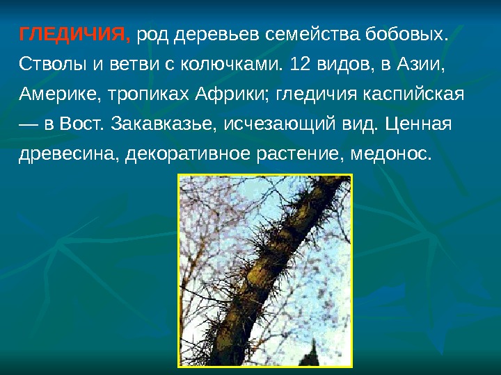 Презентация Семейство бобовые