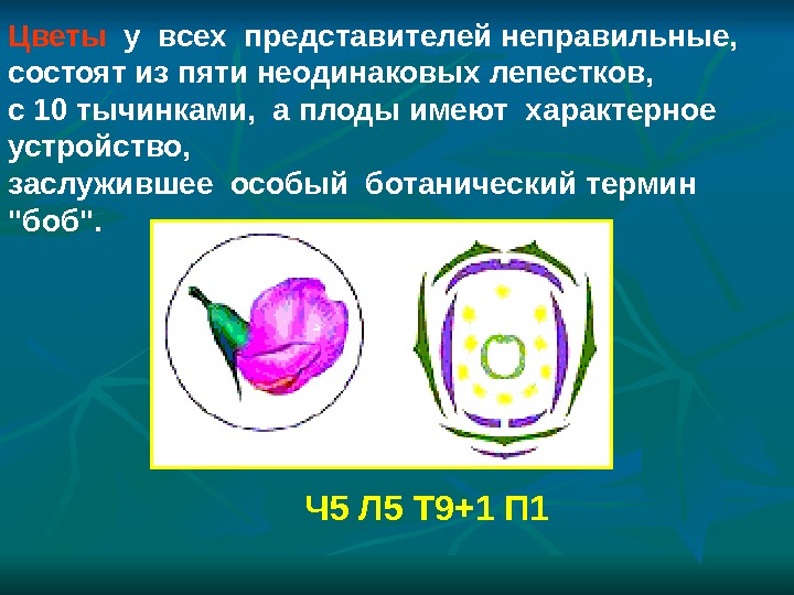 Семейство бобовые схема