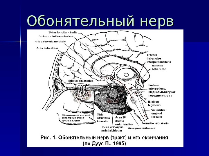 Отделы мозга обоняние. Обонятельный нерв анатомия строение. Обонятельный черепно-мозговой нерв. 1 Пара обонятельный нерв схема. Обонятельный путь анатомия.