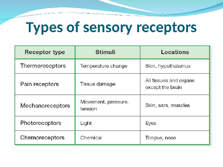 receptors-provide-information-about-both-external-and