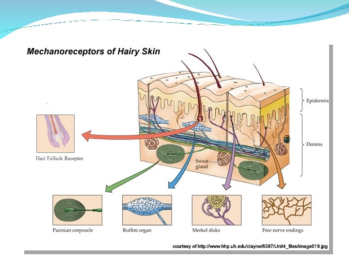 Receptors provide information about both external and