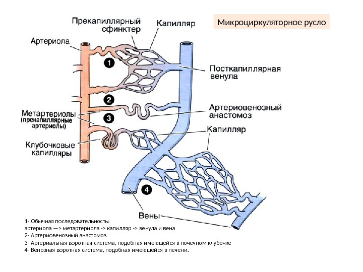 Сердечно сосудистая система гистология презентация