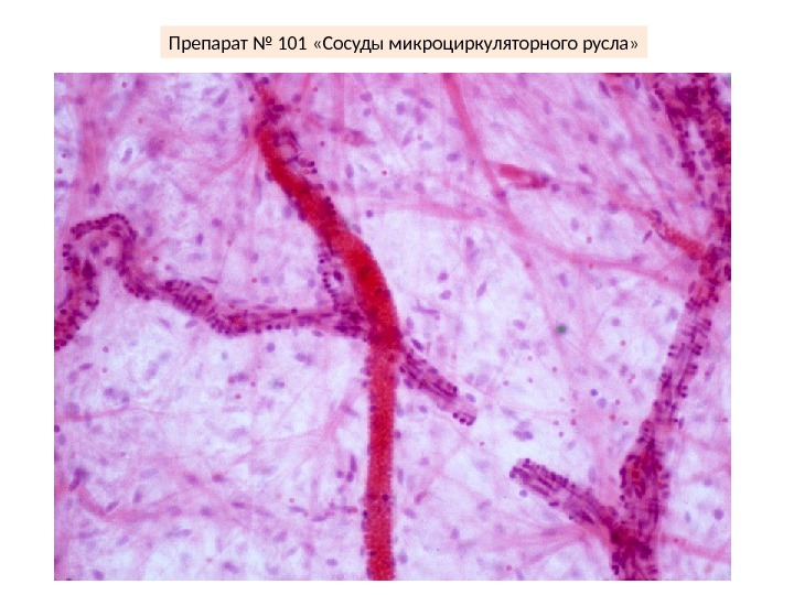 Микроциркуляторное русло гистология рисунок