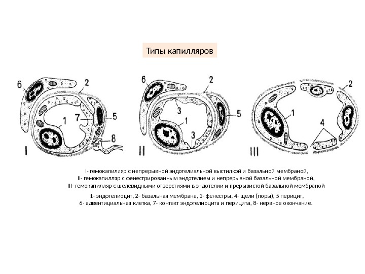 Адвентициальные клетки рисунок