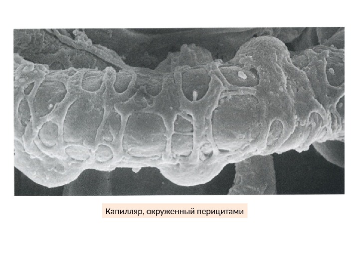Перициты в стенке капилляров
