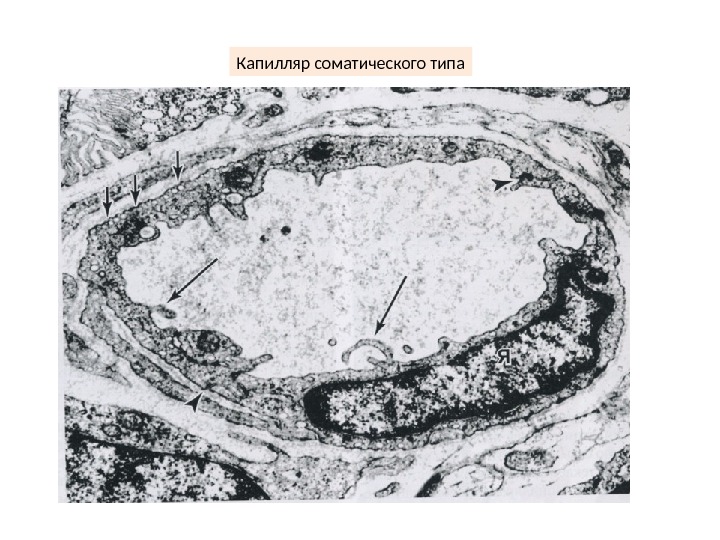 Стенка капилляра гистология