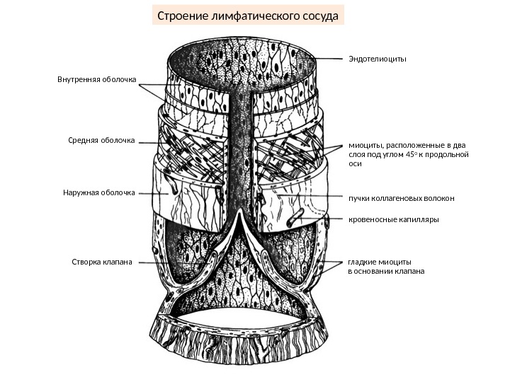 Лимфатический сосуд схема