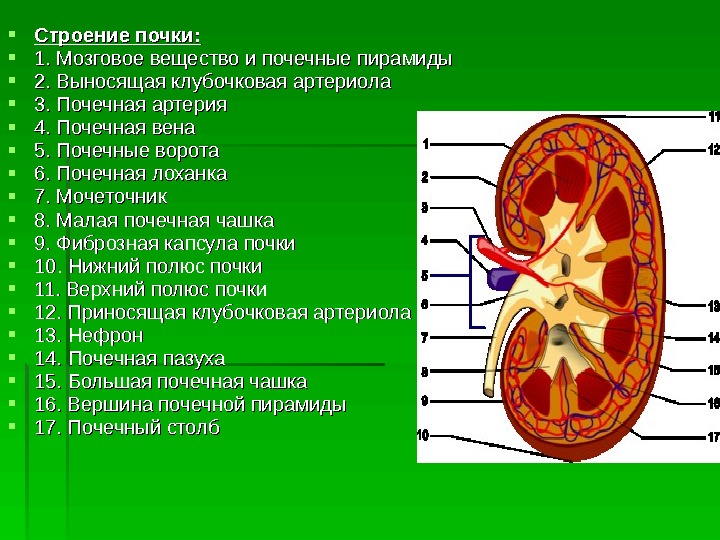 Сделайте подписи к рисунку строение почки