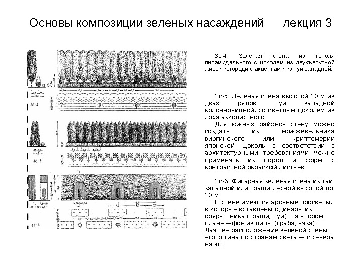 Схема посадки тополя