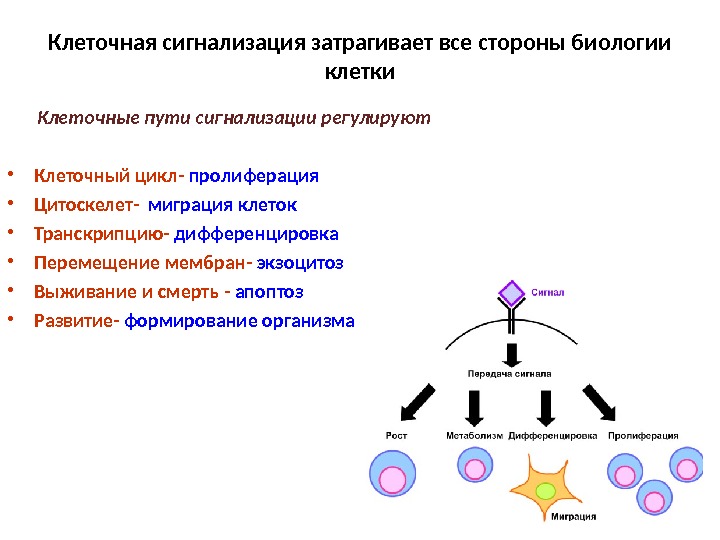 Клеточная пролиферация