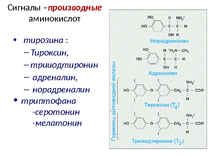 Аминокислота тирозин презентация