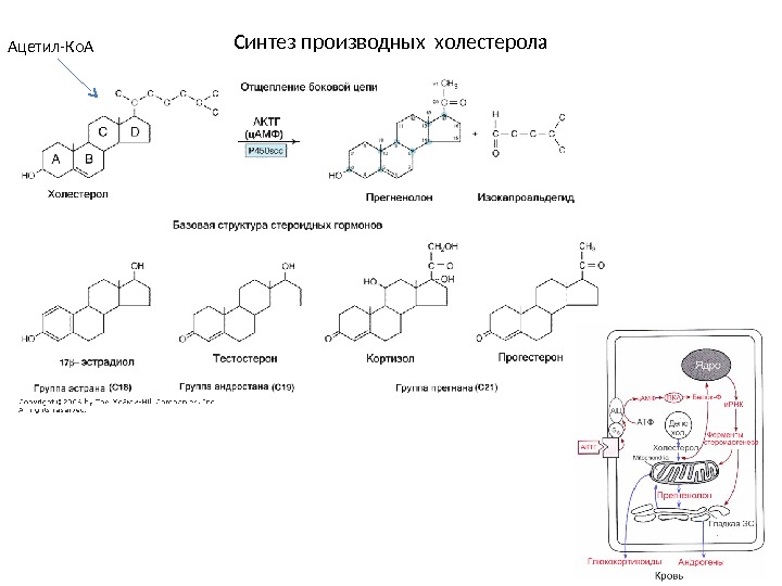 Синтез холестерина биохимия схема