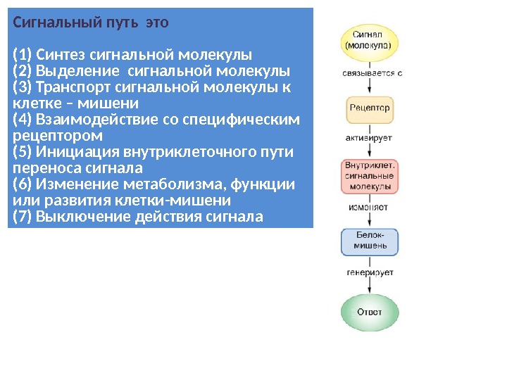 Сигнальный образец продукции это