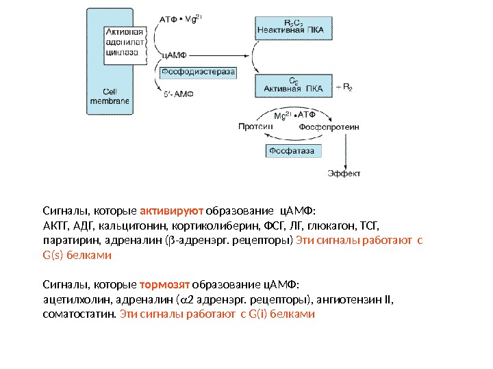 Схема синтеза кальцитонина - 92 фото