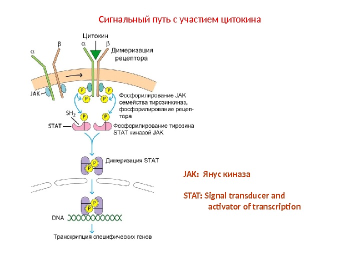 Схема передачи сигнала от цитокинов