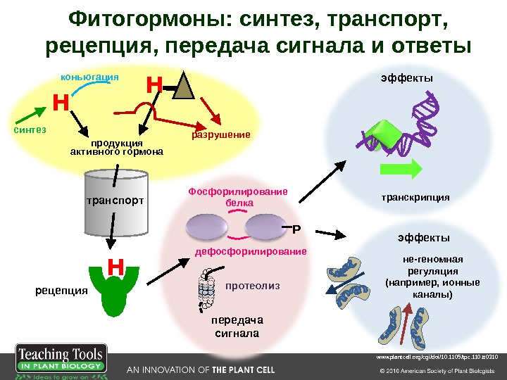 Фитогормоны таблица. Фитогормон ауксин. Гормоны роста растений (фитогормоны). Синтез гормонов в растениях. Фитогормоны схема.