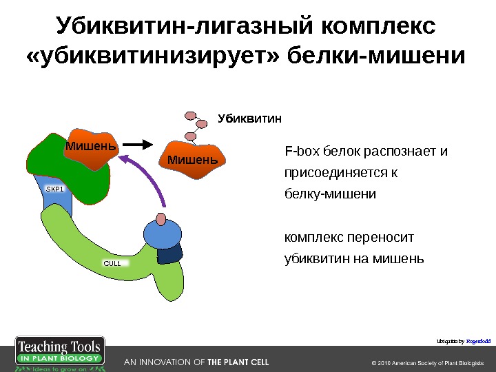 Комплекс белка