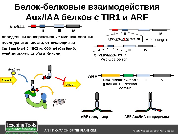 Взаимодействие белка. Белок-белковые взаимодействия ферментов. Внутримолекулярное взаимодействие белок – белок.