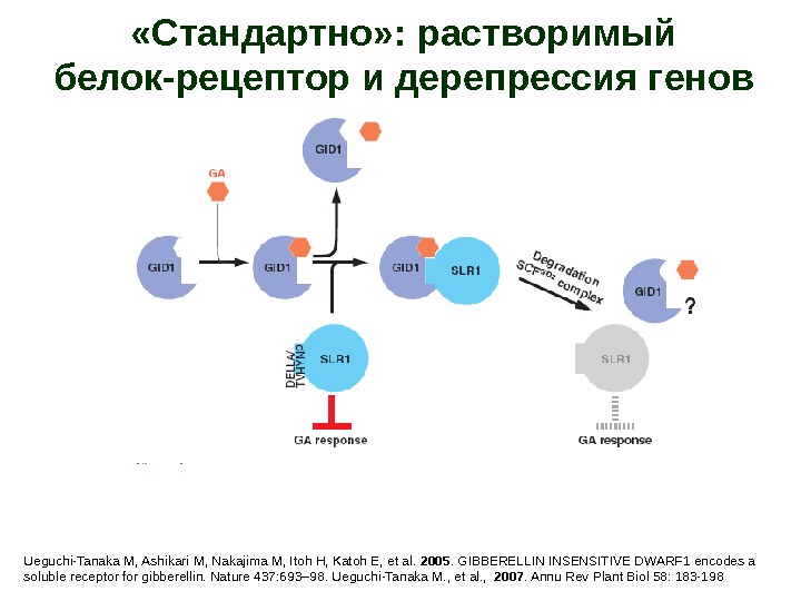 Белок рецептор