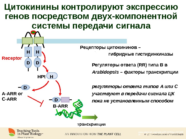 Схема передачи сигнала от цитокинов