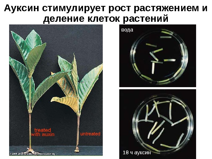 Вызывают рост растения путем растяжения клеток. Ауксины Гиббереллины и цитокинины. Гормон ауксин у растений. Фитогормон ауксин. Ауксин влияние на растения.