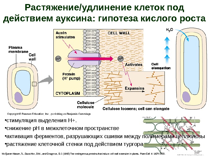 Рост клетки фото