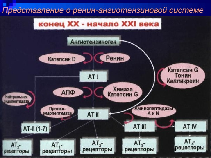 Ренин-ангиотензиновая система. Способы блокады ренин - ангиотензиновой системы. Лозартан понижает активность ренин-ангиотензиновой системы, так как:.