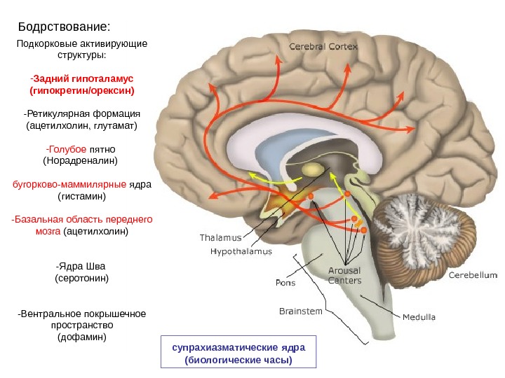 Корковая активность мозга. Подкорковые узлы продолговатого мозга. Строение подкорковых структур мозга.