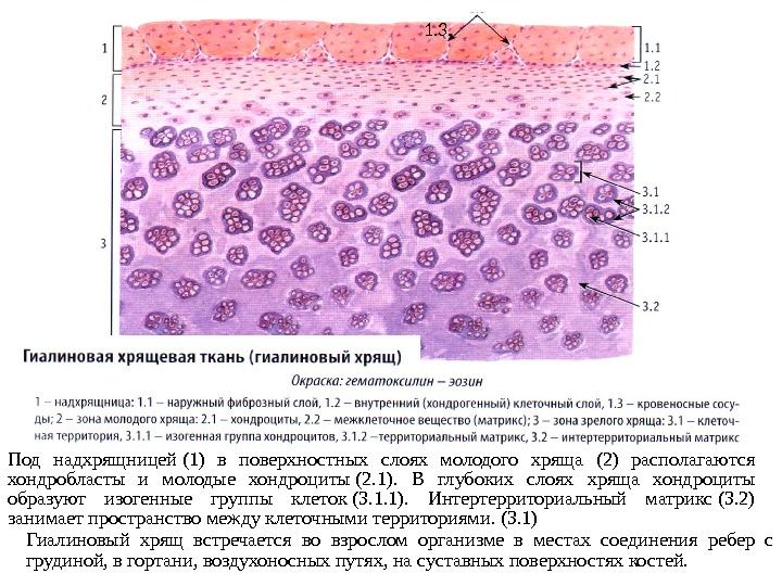 Гиалиновый хрящ рисунок